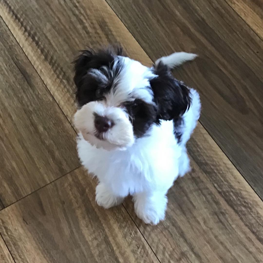 AUGIE