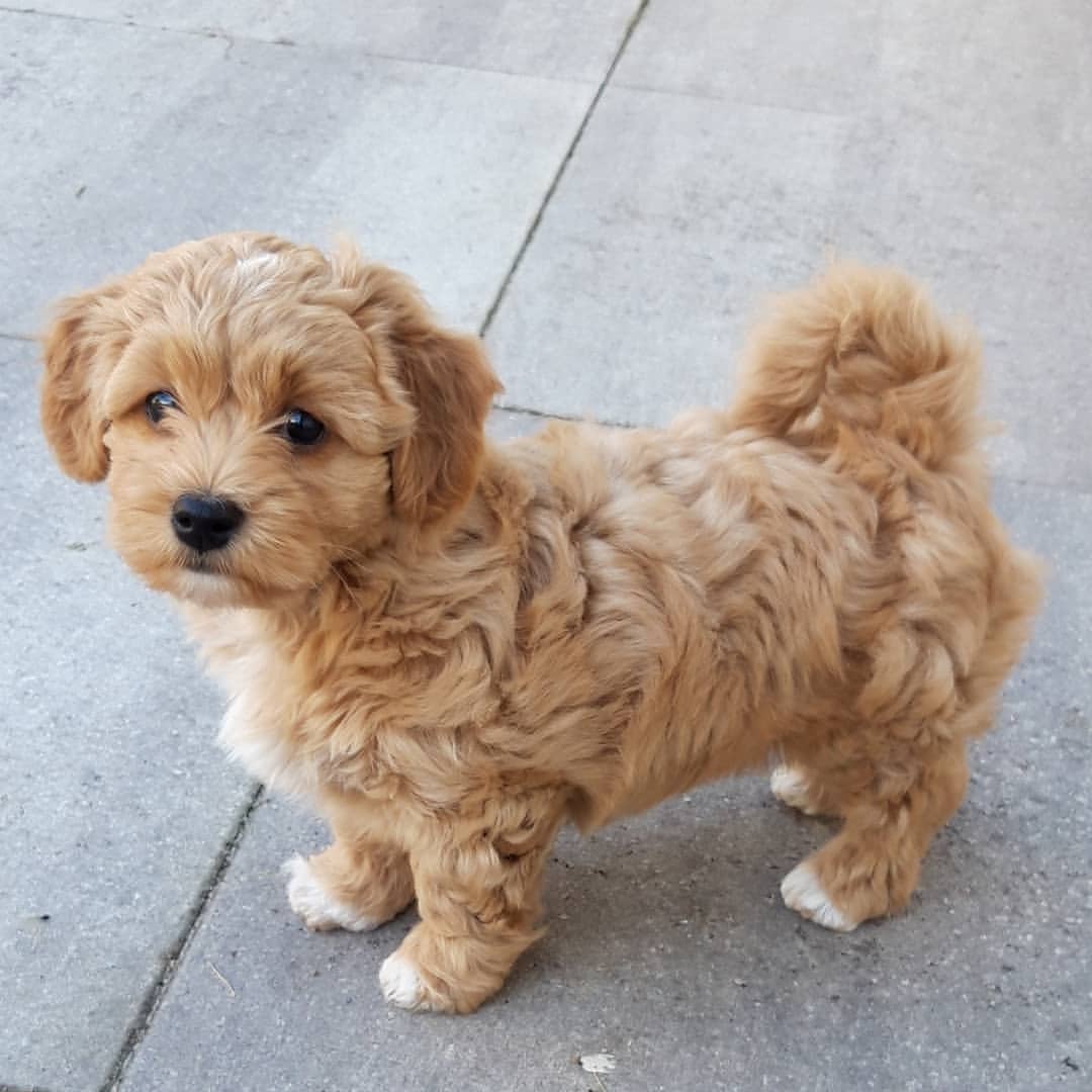 FLYNN