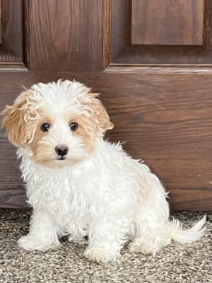 Havanese