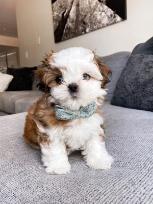 Shih Tzu19